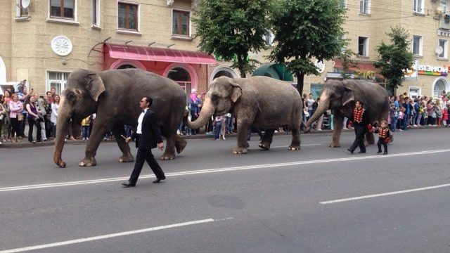 шествие слонов в Могилёве