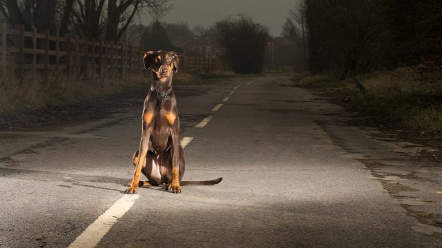 Собака на дороге
