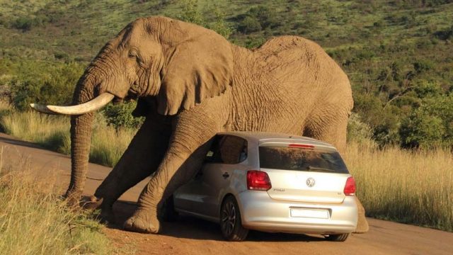 слон на автомобиле