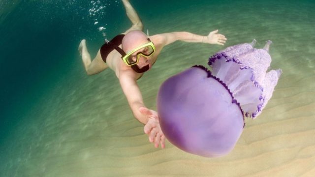 пловец рядом с медузой