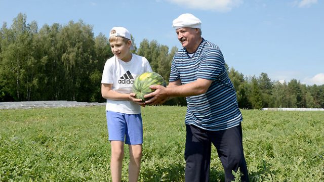Лукашенко собрал арбузы 