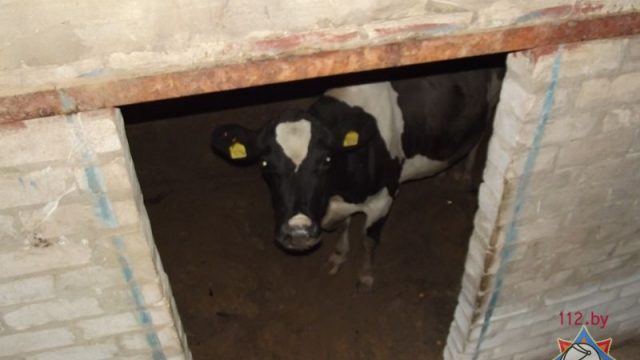корова в подвале