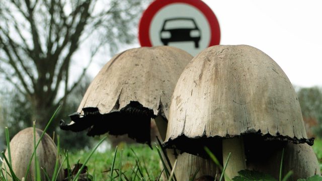 Ядовитые грибы поганки