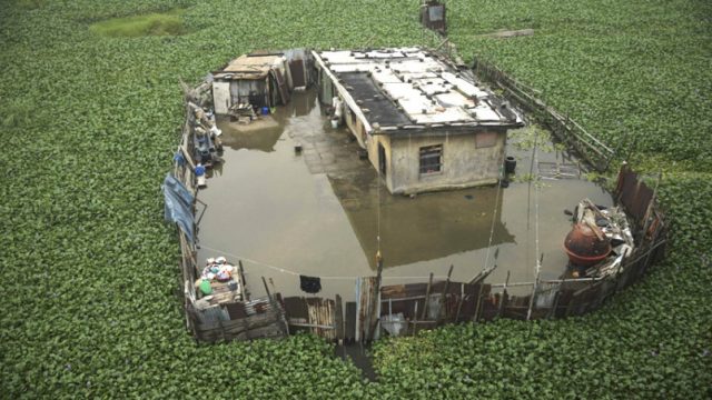 дом окружён водным гиацинтом