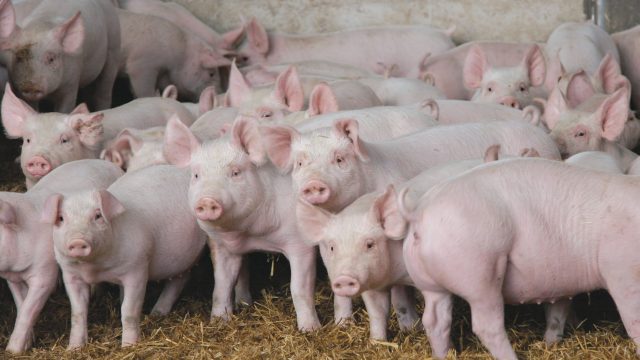 Поголовье свиней