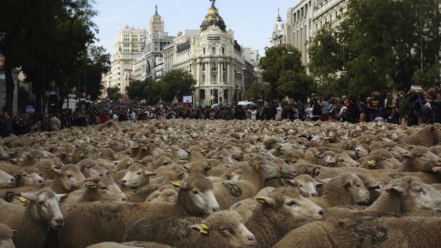 овцы пасутся в Мадиде
