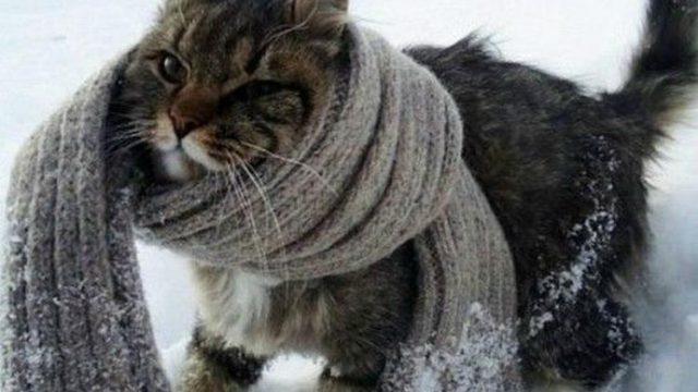 кот с шарфом