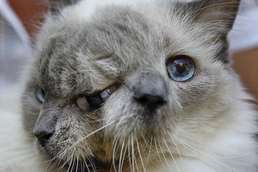 The Telegraph : В США умер кот с врожденными дефектами, занесенный в Книгу рекордов Гиннесса