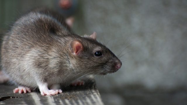 В Бресте на остоновке девочку укусила крыса