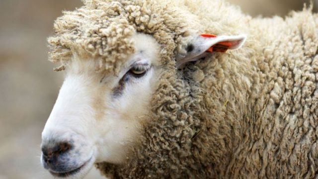В Вороновском районе мужчина зарезал тринадцать соседских овец