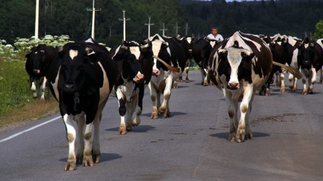 Россиянин хотел вывезти из Беларуси 27 коров незаконным путем