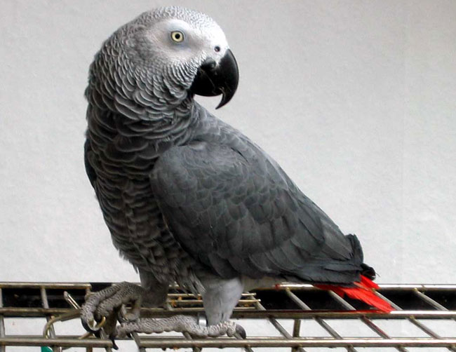 Жительница Щучина заплатила почти 1000 долларов за несуществующего попугая