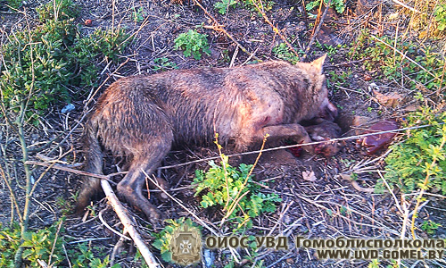 В Хойникском районе волк напал на жителей деревни - милиционер застрелили животное
