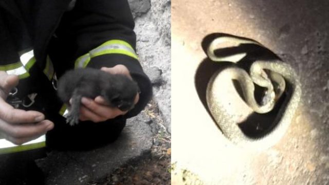 В минском подъезде ползала змея - жильцы вызвали спасателей МЧС