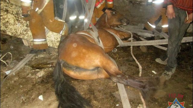 Упавшая лошадь