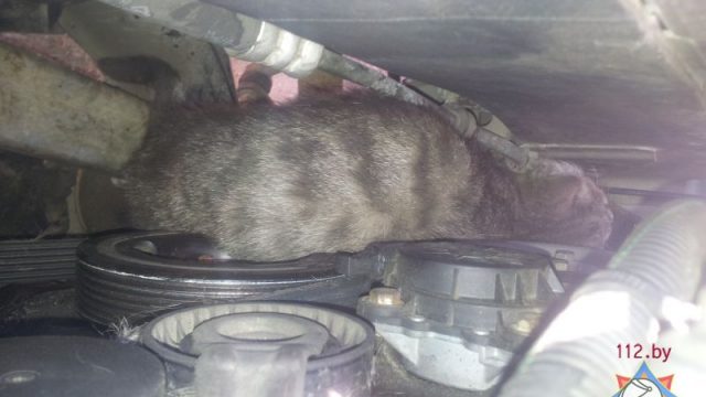 В Минске кот застрял в моторном отсеке "Пежо" - спасатели освободили животное