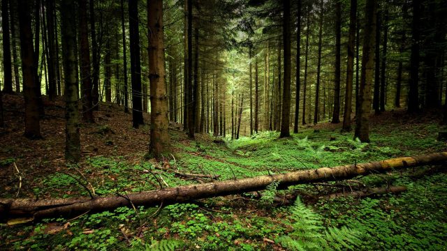 Житель Речицкого района заблудился в лесу