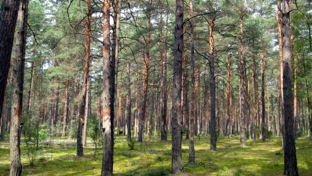 В Гродненской области полностью снят запрет на посещение леса