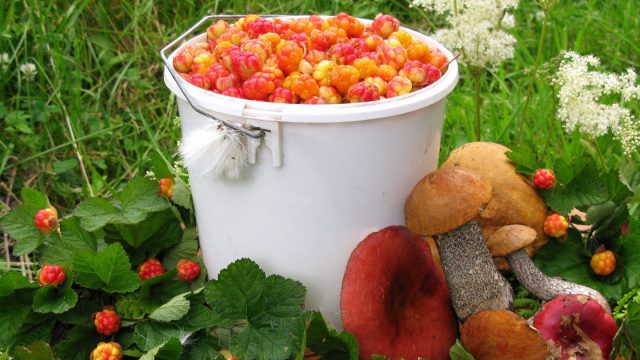 Власти приостановили пропуск украинцев для сбора ягод и грибов на территории Беларуси