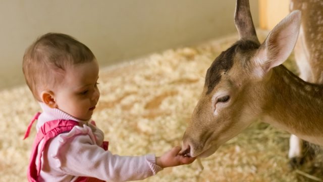 В Минске появился контактный зоопарк