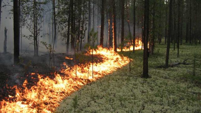 На участке трассы Минск-Могилёв временно приостановлено движение из-за лесного пожара
