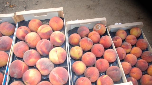 Витебская таможня пресекла незаконный ввоз 17 тонн персиков и нектаринов