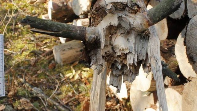 В Гродненской области дерево насмерть придавило лесника