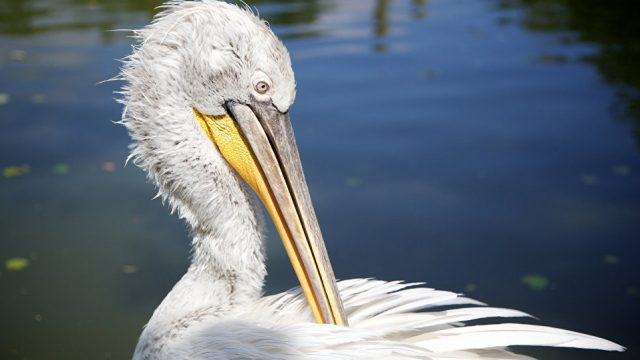 Кудрявый пеликан 