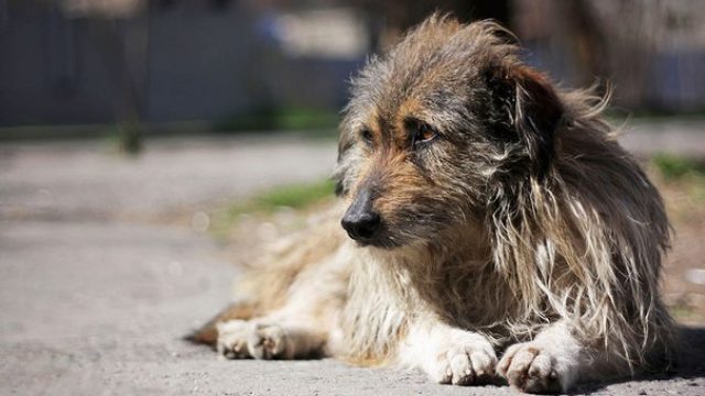 Пьяный житель Гродно зарезал бездомную собаку
