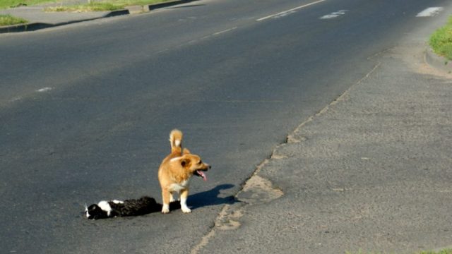 собака защищает кота