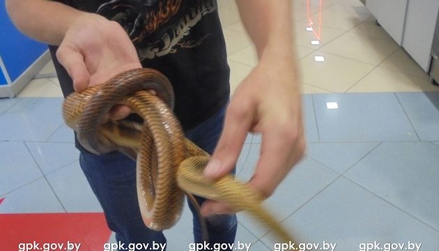 Змея 