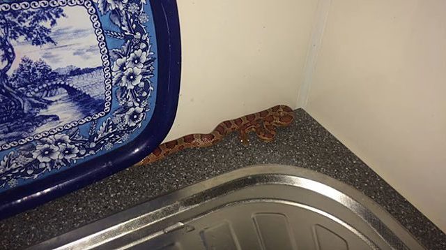 Змея в квартире 