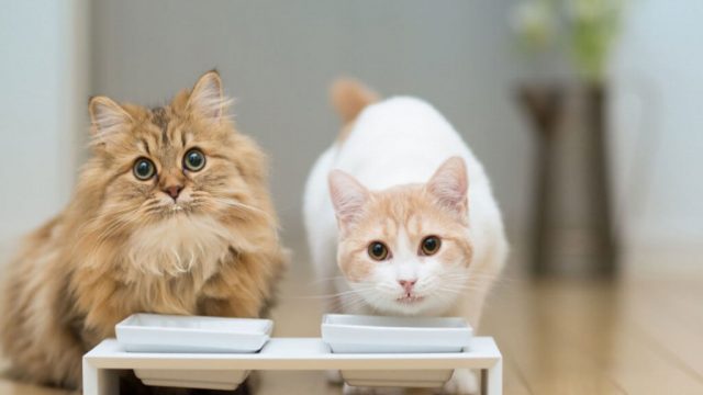 Как правильно кормить стерилизованных кошек