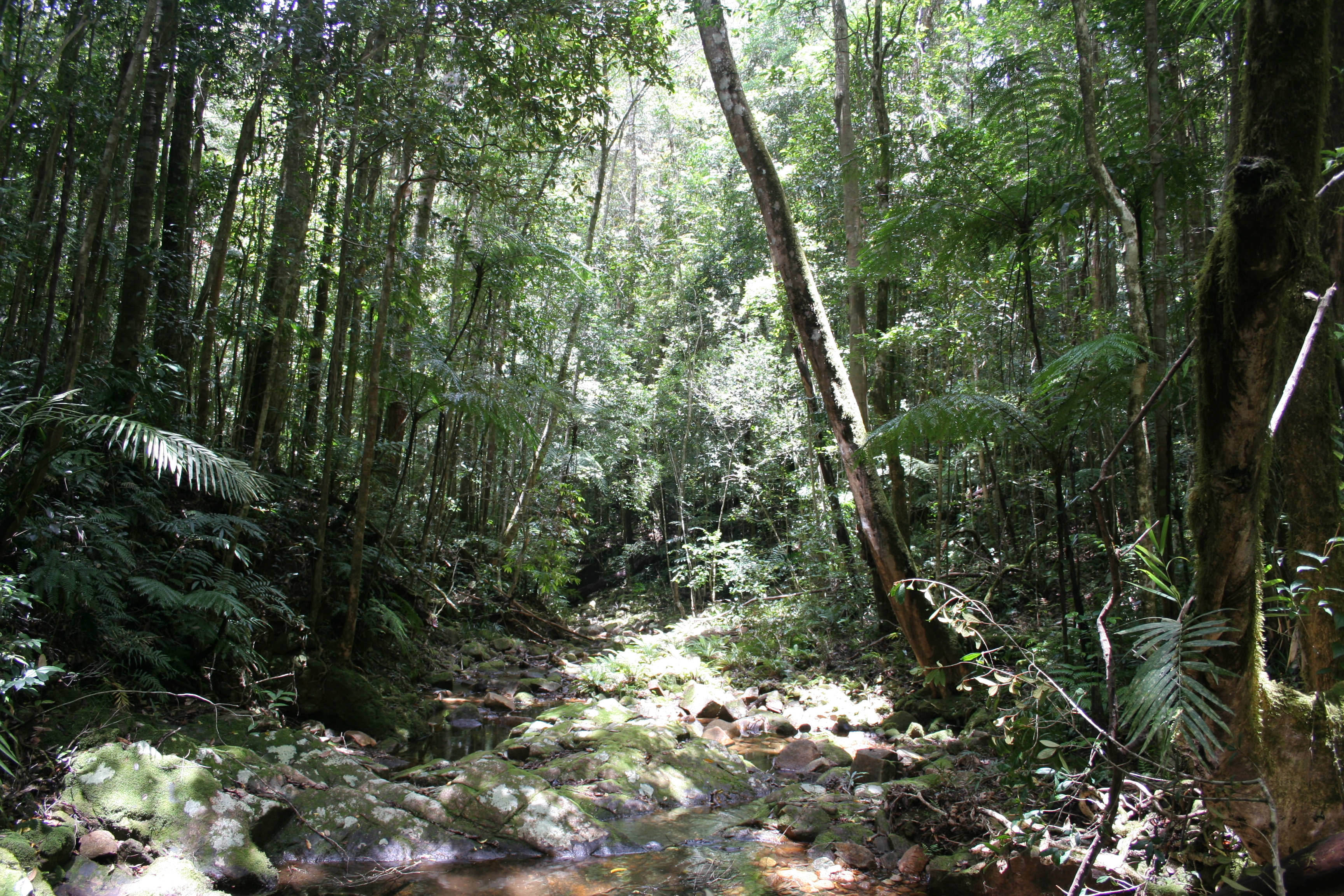 Зона влажных лесов австралии. Влажные тропические леса Австралии. Дождливые тропические леса Австралии. Тропические леса амазонки в Бразилии. Вечнозеленые тропические дождевые леса.