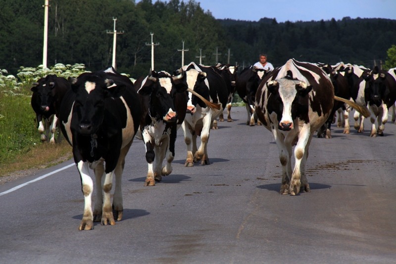 Россиянин хотел вывезти из Беларуси 27 коров незаконным путем