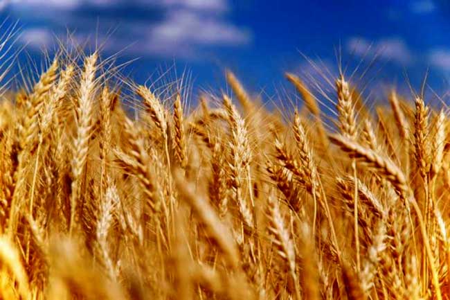 Засуха стала причиной гибели 30% посевов зерновых в Гомельской области