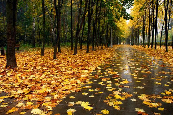На выходных, 17-18 октября, в Беларуси ожидаются дожди