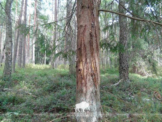 Хворост в лесу фото