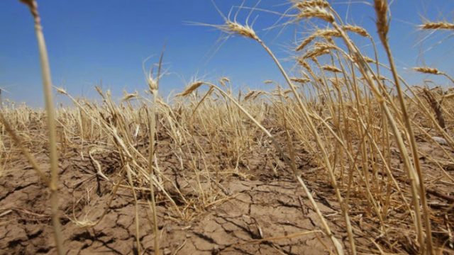 От жары в Витебской и Гомельской областях пострадали посевы