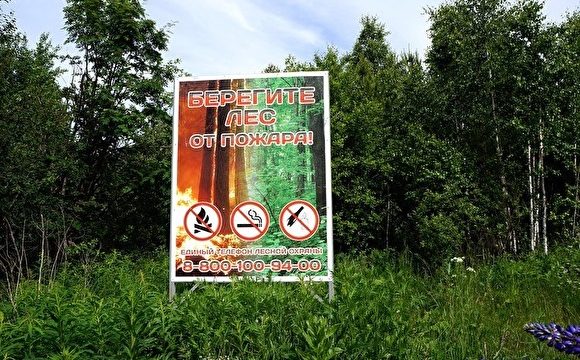 В 72 районах Беларуси ввели запрет на посещение лесов