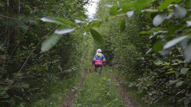 В Быховском районе нашли заблудившуюся в лесу женщину