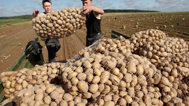 Лукашенко поручил контролировать стабильность цен на сельскохозяйственную продукцию